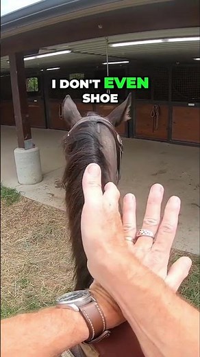 Unveiling the Underrated: Discover the Versatility of Tennessee Walking Horses