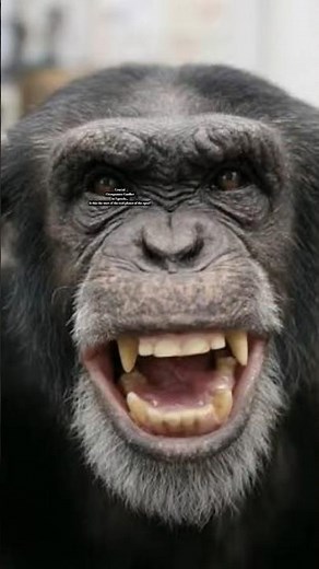 The Ngogo Chimpanzee War: A Rare Conflict in Uganda