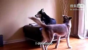 搞笑动物！两只狗狗的对话