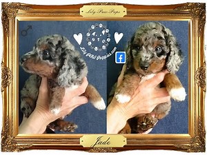 Stunning Phantom Tri-Colored Blue Merle!