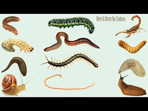 Learn Worm & Worm like Creatures Name, Meaning & Picture | Necessary Vocabulary Tutorial