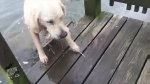 amazing video dog Catches Fish attack fish fishing fails | Best Web Moments