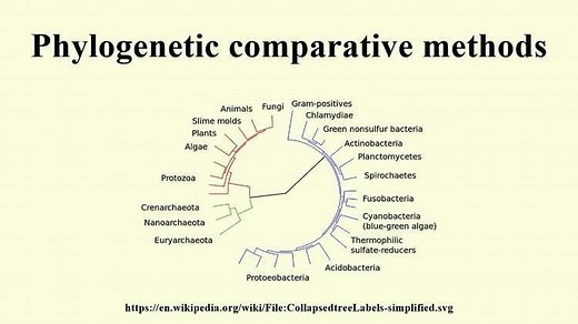 Phylogenetic comparative methods - Alchetron, the free social encyclopedia