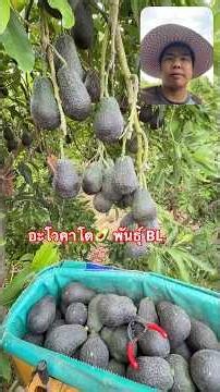 อะโวคาโด 🥑 พันธุ์ BL ✌️👍🥑🇹🇭🇮🇱 #avocado #แรงงานไทยในอิสราเอล