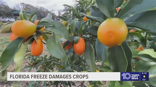 Florida farmers assess freeze damage as crops thaw, prices could rise