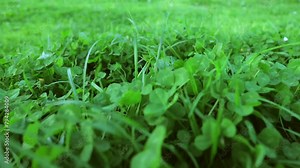 Beautiful fresh green grass. The camera moves forward. The spring grass has not been cut yet. Clover grass and chamomile flowers