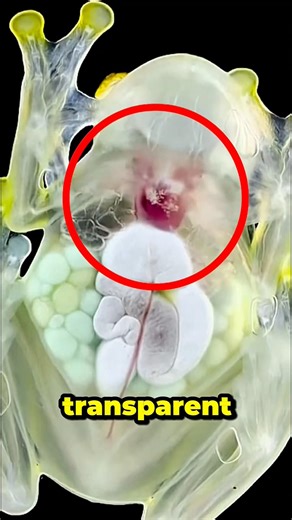 Meet the See-Through Frog! 🧪