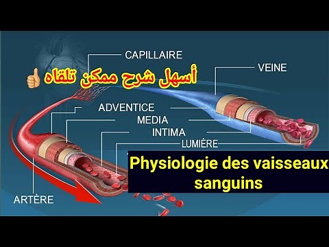 Physiologie des vaisseaux sanguins / Appareil cardio vasculaire