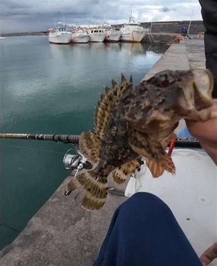 Bello scorfano a bolognese da riva - catch and release #bolognese #fishing #mare #pesca #fish