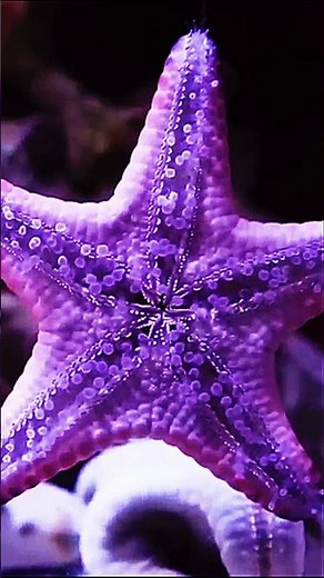 This Sea Creature Can Grow Back Its Arms! ⭐ #animalsworld #starfish