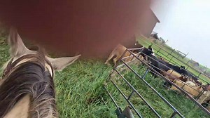 7.7K views · 103 reactions | Quiet cattle. It makes life so much...