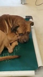 58K views · 371 reactions | UPDATE. JACK HAS BEEN PRE ADOPTED, THANK YOU. WE WILL UPDATE WHEN HE LEAVES THE SHELTER!!! LAST CALL FOR JACK A1990322 ON EUTH LIST 6/13/19. We went to spend time with him he is depressed and broke our heart. His spirit is broken. EMAIL rescuepets@hillsboroughcounty.org CC rescuemetampa@yahoo,com MAIN LINK!!! https://www.facebook.com/rescuemetampa/photos/a.972221026152096/3008319539208891/?type=3&theater | Rescue Me Tampa - Shelter Dogs | Facebook