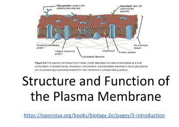 Plasma Membrane - Chapter 5 powerpoint- OER Openstax Biology 2e Concepts