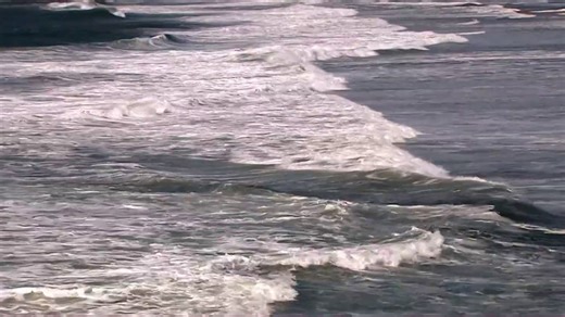 Toxic algae bloom killing marine animals in Southern California