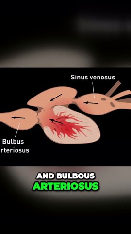 Inside the world’s strangest heart - where biology defies expectation