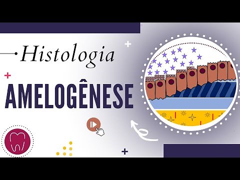 AMELOGÊNESE | FORMAÇÃO DO ESMALTE DENTÁRIO