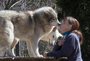 Wolf Dogs find home at Howling Woods