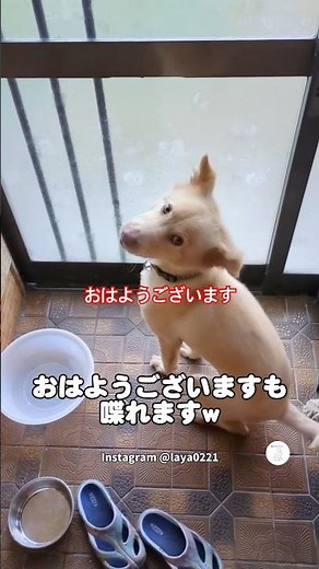『おはようございます』と喋れる犬 #犬 #いぬ #可愛い犬 #犬のいる暮らし #喋る犬