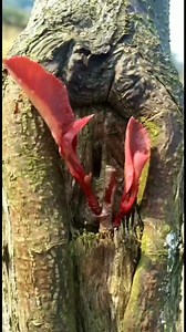 209K views · 510 reactions | New Grafting Method!! Fruit tree grafting can shorten the fruiting period!! #grafting #graftingtechnology | Agriii-Life | Facebook