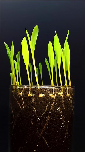 Corn Growing Timelapse: Watch Sweet Corn Plants Grow