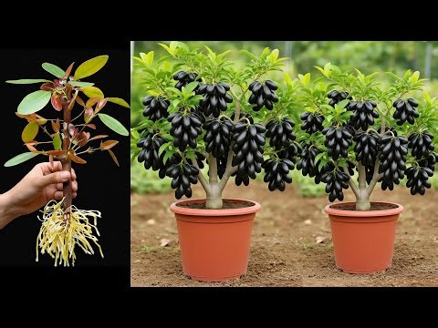 🌱BEST Way to Grow Java Plum TREES Quickly and Easily in Pot At Home! #javaplum