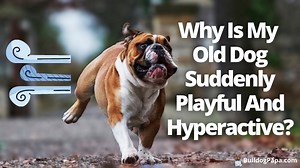 Why Is My Old Dog Suddenly Playful And Hyperactive? - Bulldogpapa