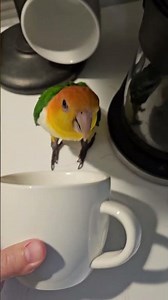 Caique Attempted Cup Scream #parrot #caique