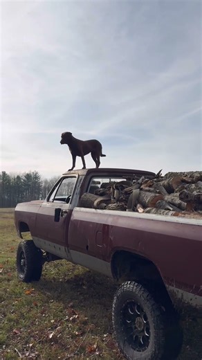 #smallyoutuber #fypシ #dieselengine #woodworking #dogs #80s