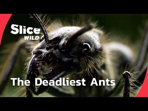 Inside the Deadliest Ant Armies I FULL DOC | SLICE WILD