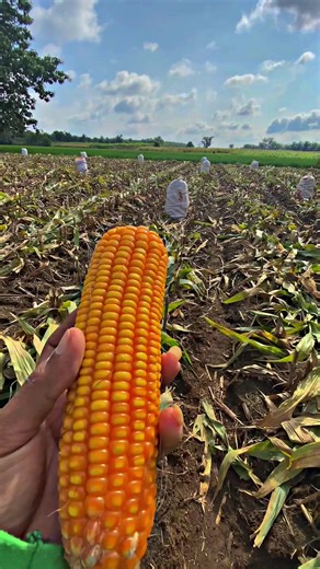 Petani Jagung Indonesia: Mengembangkan Pertanian Berkelanjutan