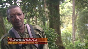 Can plants from Rwanda's rainforest heal?