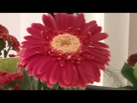 Isabelle Gonzales vlog is live