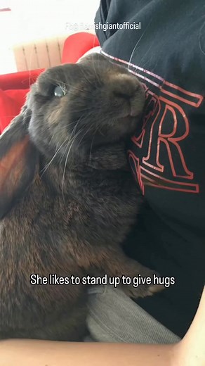 Awwwww, lucky hoomin | Flemish Giant Rabbit