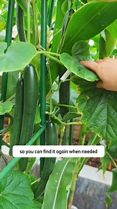14K views · 159 reactions | Secret natural solution for gardeners | Lee Yumi | Facebook