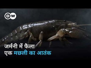 मेंढक से लेकर लार्वा तक सब खा जाती है यह घुसपैठिया मछली | DW Documentary हिन्दी