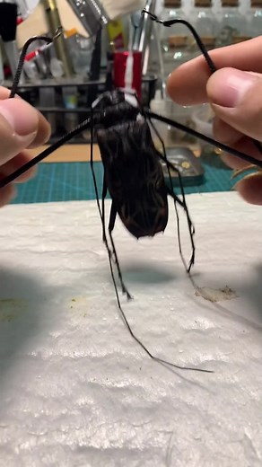 Insect Dissection in a Laboratory Setting