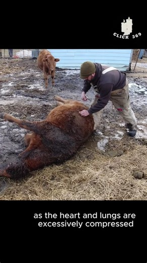 Emergency treatment for a bloated cow #animals #shortvideo #animallovers