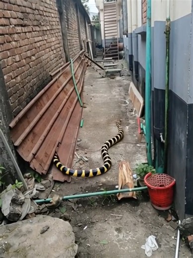 AI-Generated Snake Scene Video with Grok AI