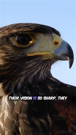 Falcons – Speed Masters