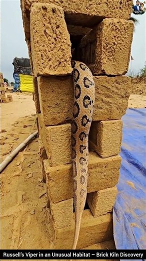 Russell’s Viper in an Unusual Habitat – Brick Kiln Discovery #snake #wildliferescue #wildlife