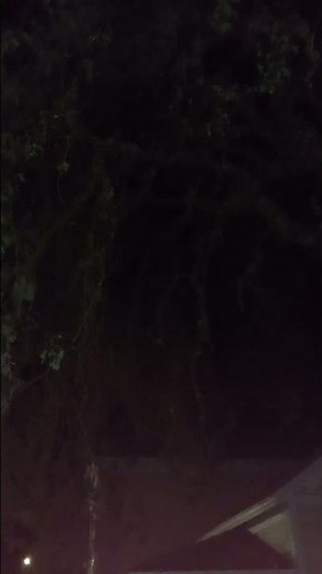 What is this nighttime screaming bird? Pterodactyl? Owl? Drunk Duck? #nature #birds #screechowl