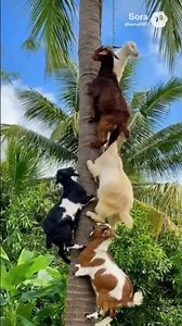 Unbelievable Goats Climbing a Palm Tree 🌴🐐 | Realistic 4K Ultra HD Footage