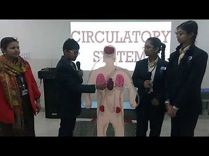 Working model of circulatory system