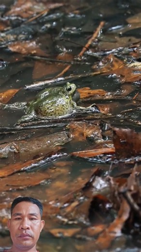 wonderful natural frogs sounds at night #frog #wildlife