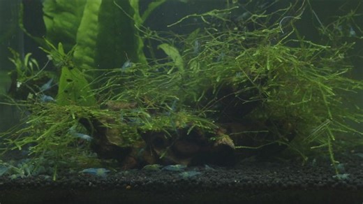 ShrimpsLIVE - Twitch