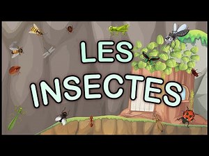 25 French Words for Insects: Easy Vocabulary Lesson / Les Noms d'Insectes