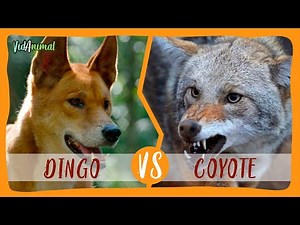 DINGO VS COYOTE: Battle of the Canids. Which would win?