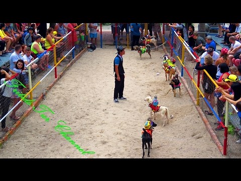 Dog racing, Monkey jockeys on greyhounds