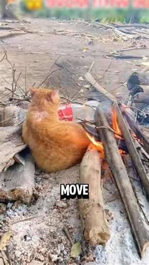 Why Cats Risk Sitting Near Fire⁉️😱
