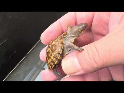 Pogona Kawai's Animal Radio Episode 1205: Troublesome but cute